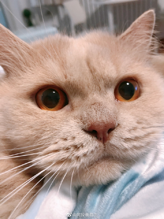 猫图片|宠物猫|猫咪|