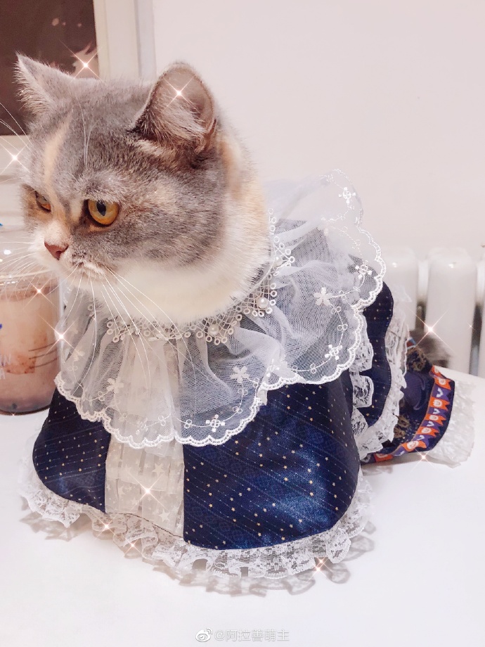 猫图片|宠物猫|猫咪|