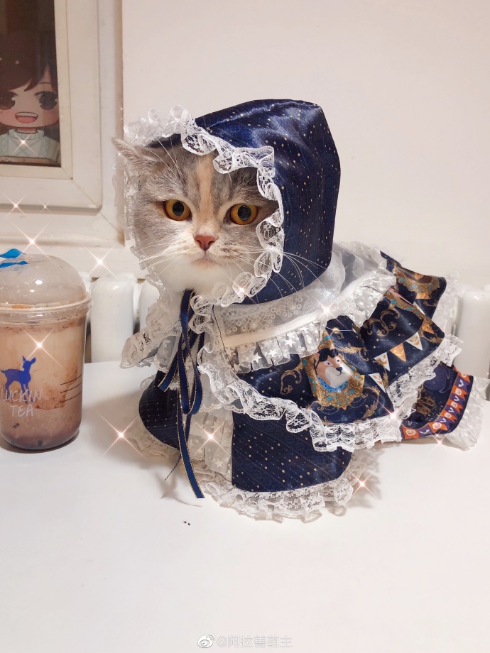 猫图片|宠物猫|猫咪|