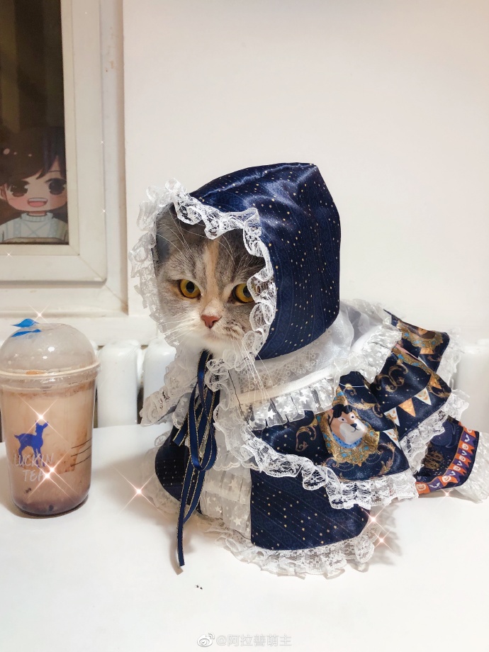 猫图片|宠物猫|猫咪|