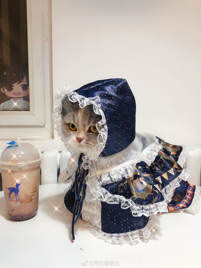 猫图片|宠物猫|猫咪|