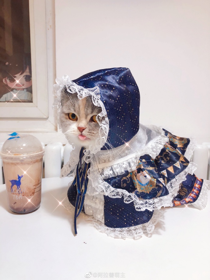 猫图片|宠物猫|猫咪|