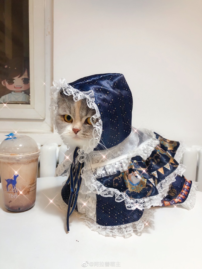 猫图片|宠物猫|猫咪|