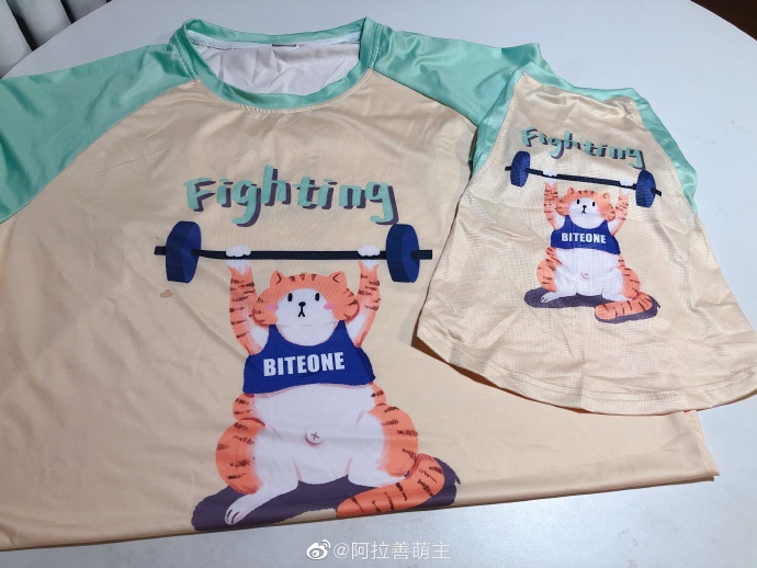 猫图片|宠物猫|猫咪|