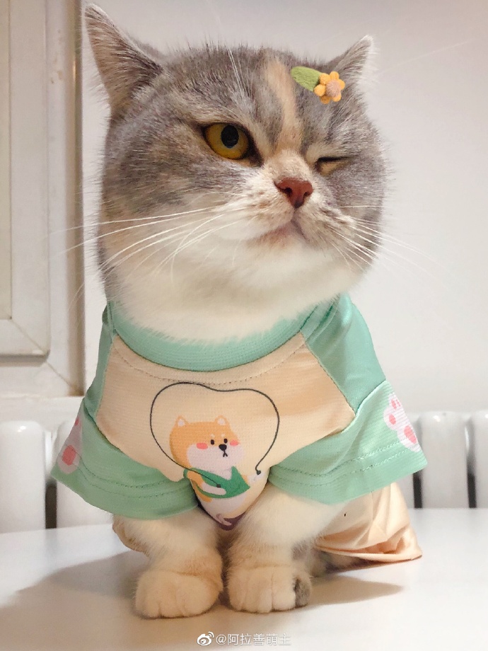 猫图片|宠物猫|猫咪|