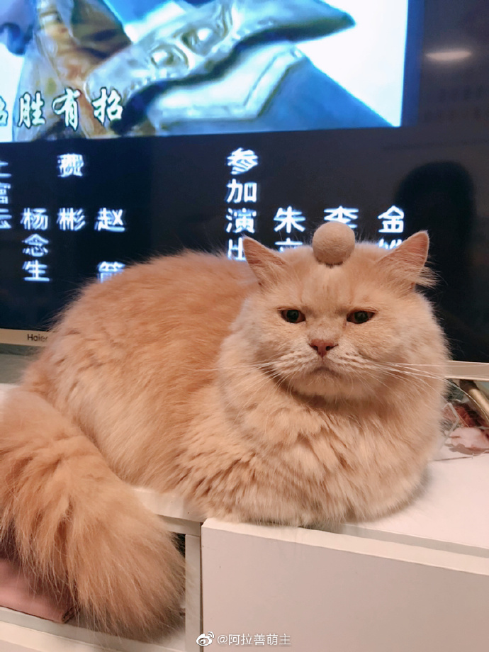 猫图片|宠物猫|猫咪|