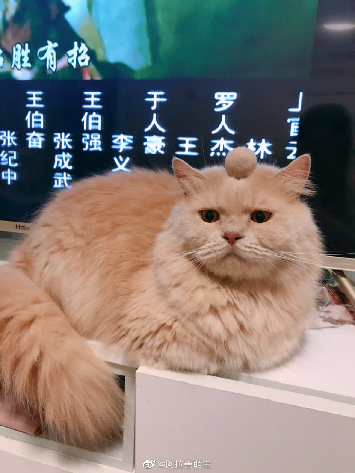 猫图片|宠物猫|猫咪|