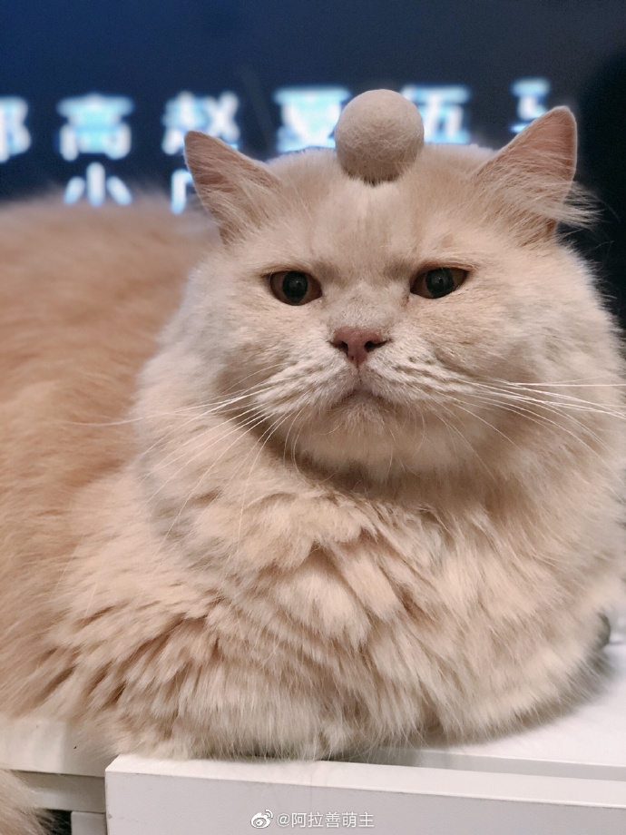 猫图片|宠物猫|猫咪|