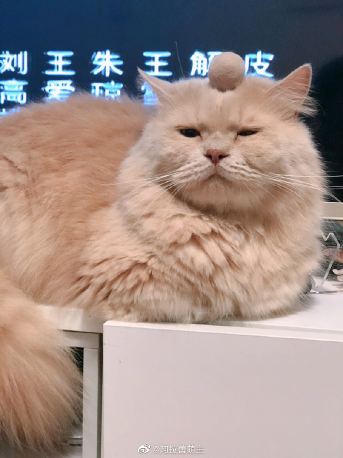 猫图片|宠物猫|猫咪|