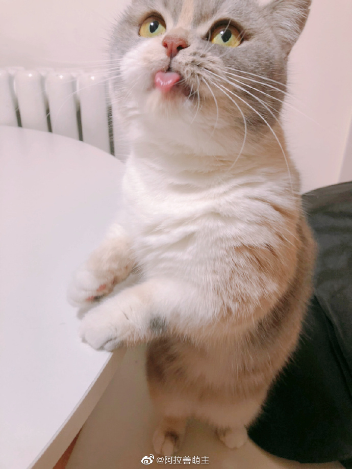 猫图片|宠物猫|猫咪|