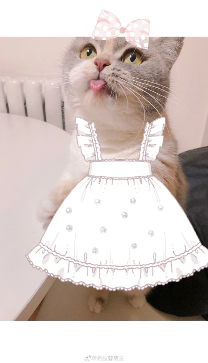 猫图片|宠物猫|猫咪|