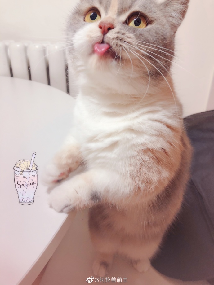 猫图片|宠物猫|猫咪|