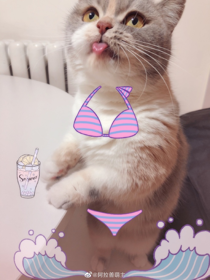 猫图片|宠物猫|猫咪|