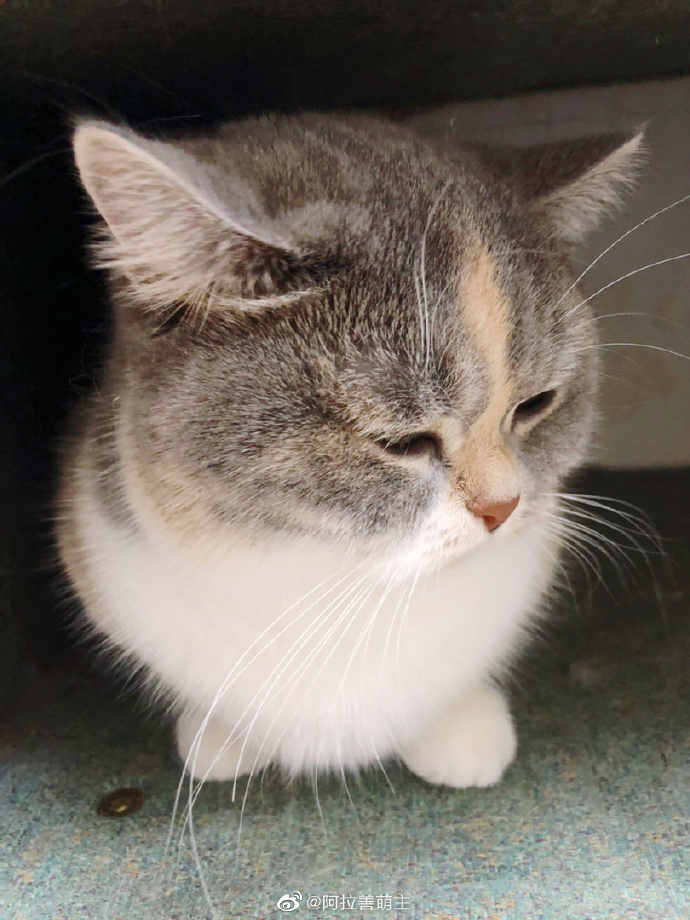 猫图片|宠物猫|猫咪|