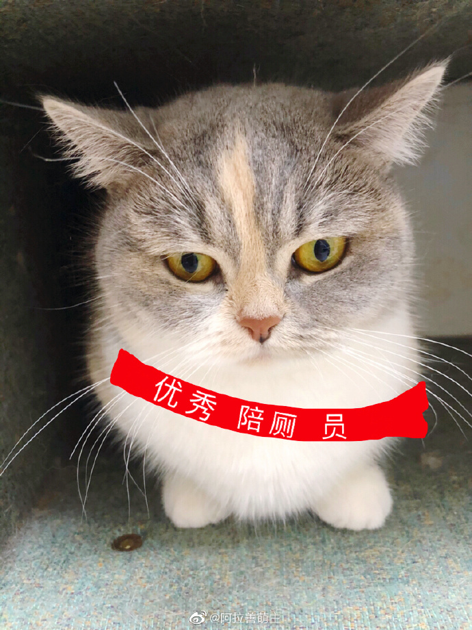 猫图片|宠物猫|猫咪|