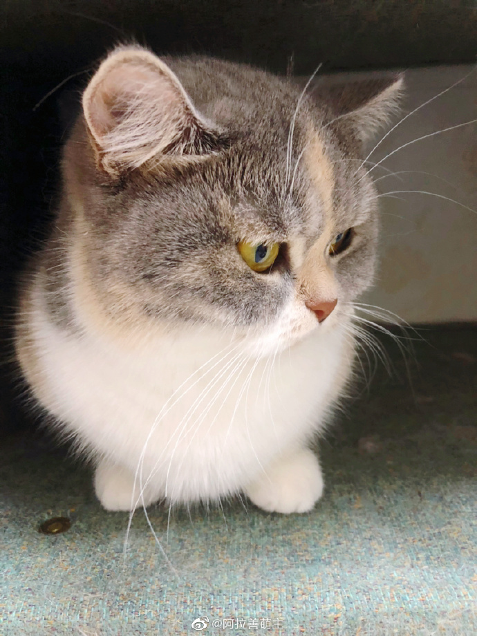 猫图片|宠物猫|猫咪|
