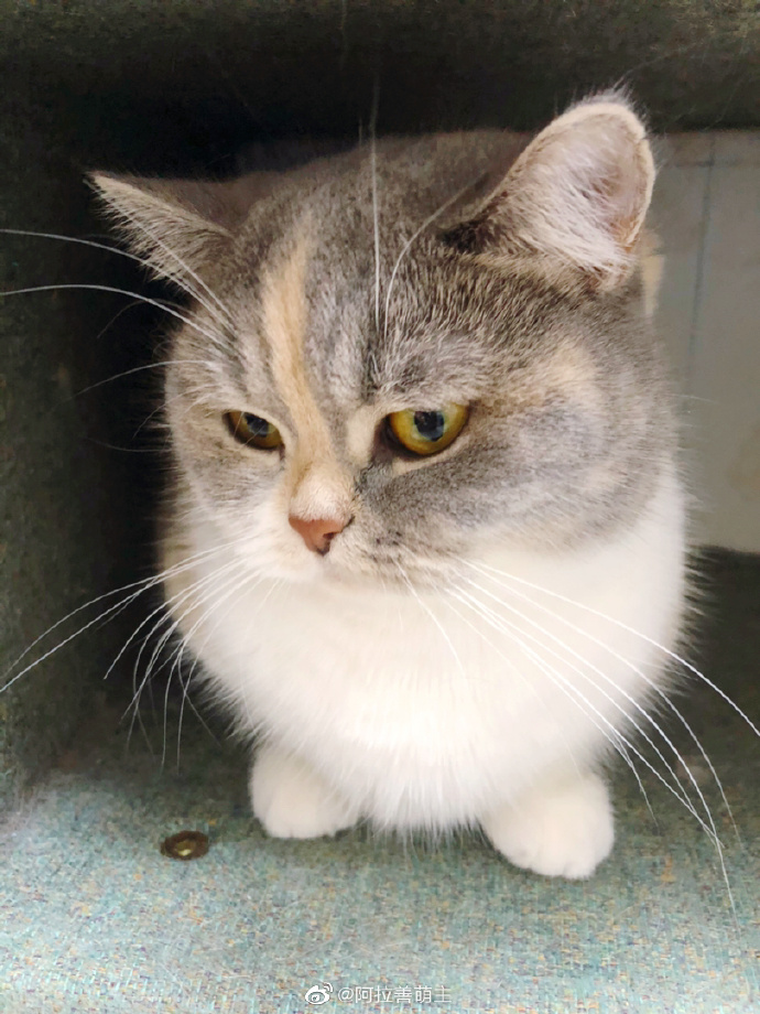 猫图片|宠物猫|猫咪|