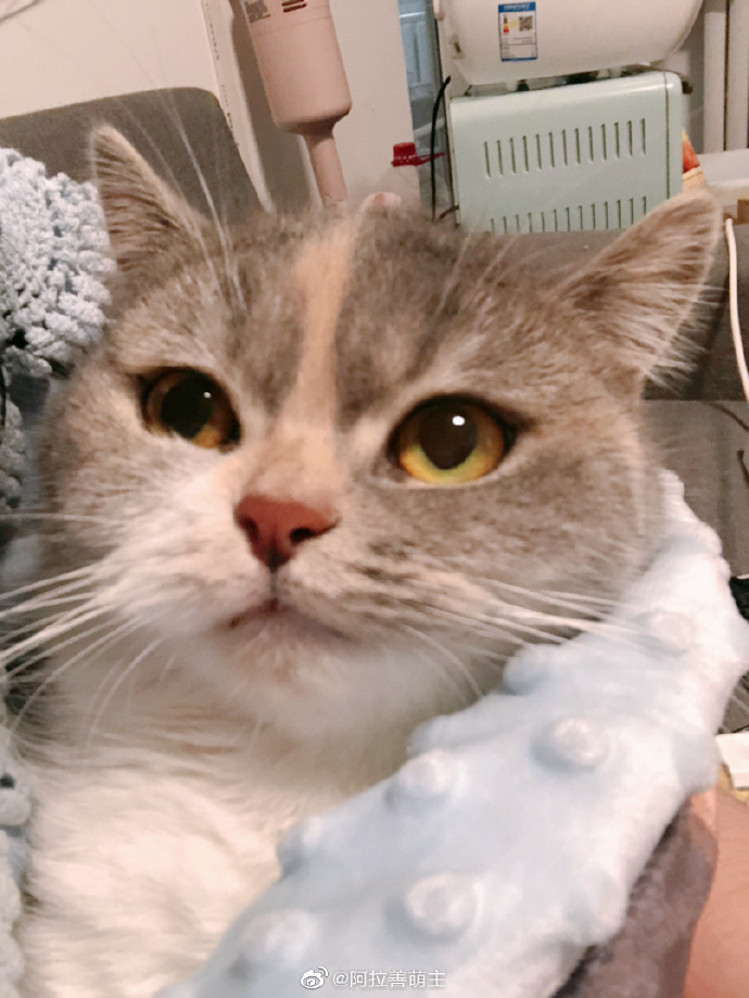 猫图片|宠物猫|猫咪|