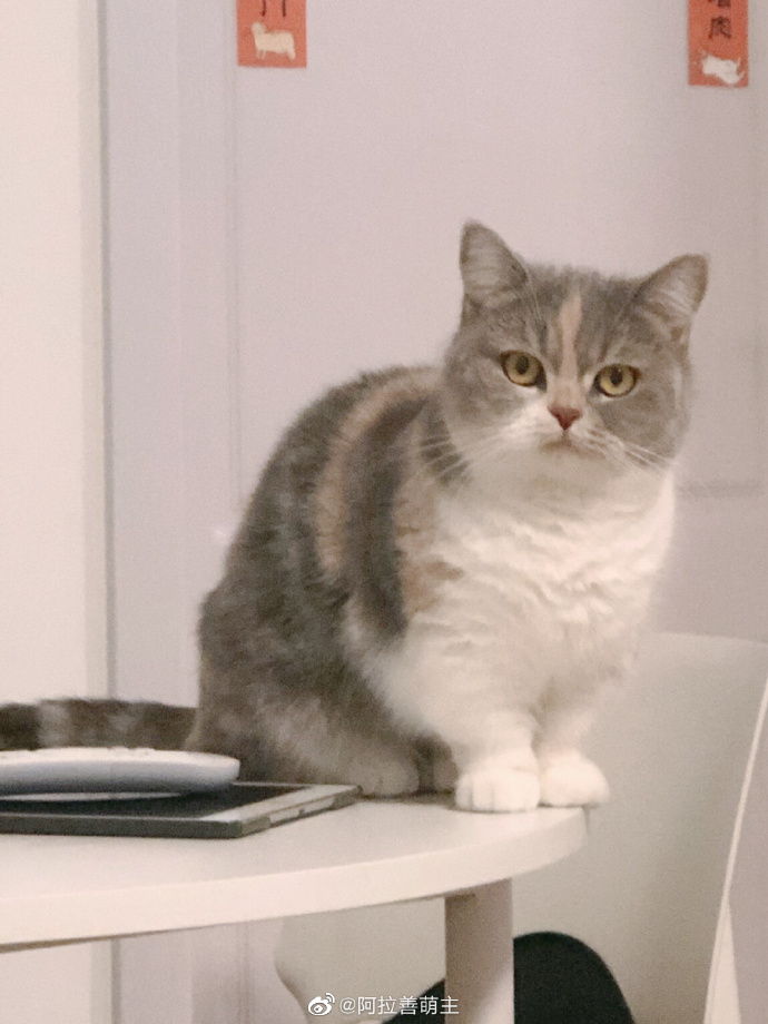 猫图片|宠物猫|猫咪|