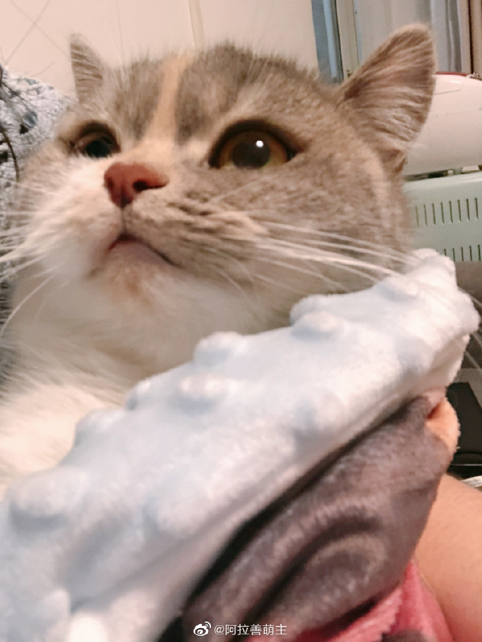 猫图片|宠物猫|猫咪|