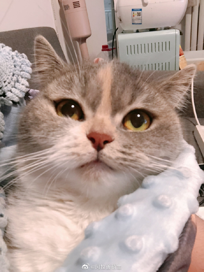 猫图片|宠物猫|猫咪|