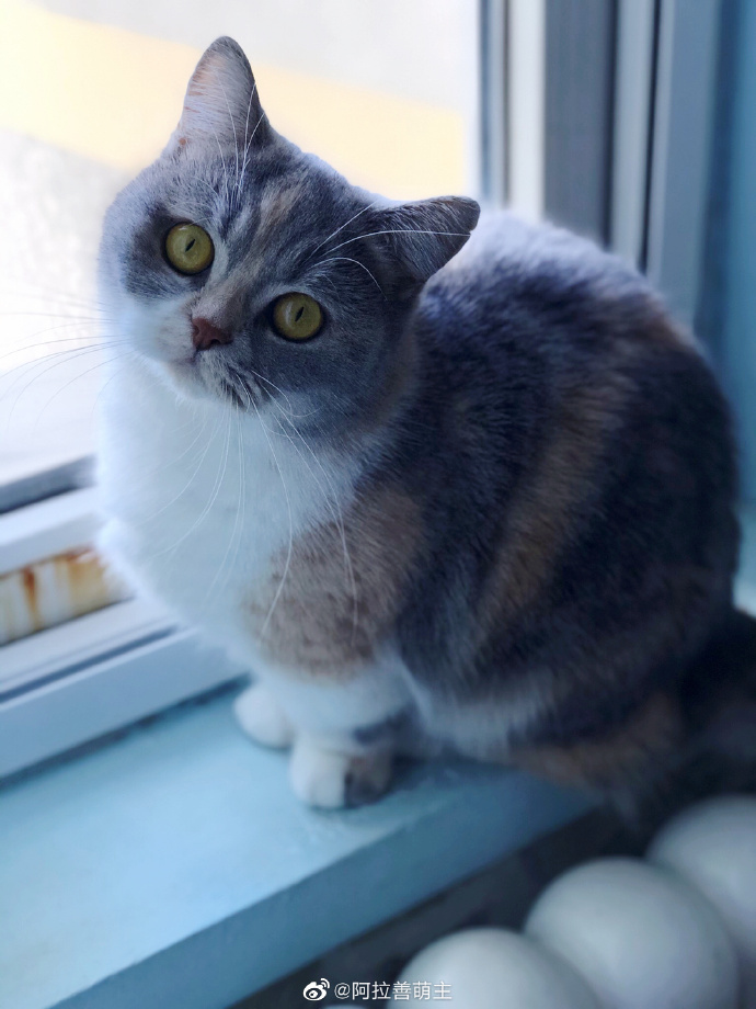 猫图片|宠物猫|猫咪|