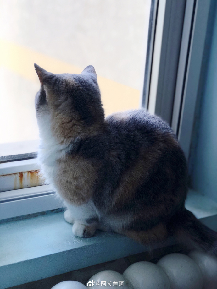 猫图片|宠物猫|猫咪|