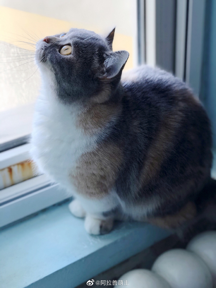 猫图片|宠物猫|猫咪|