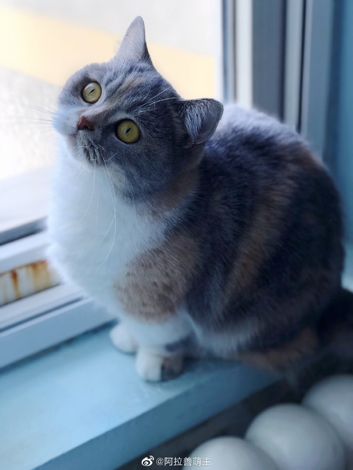 猫图片|宠物猫|猫咪|