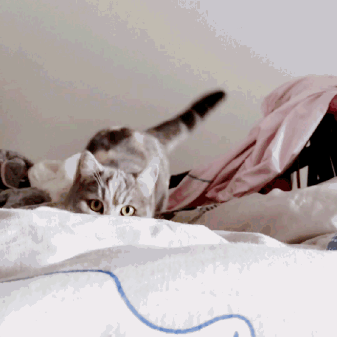 猫图片|宠物猫|猫咪|