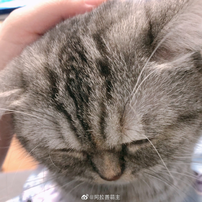 猫图片|宠物猫|猫咪|