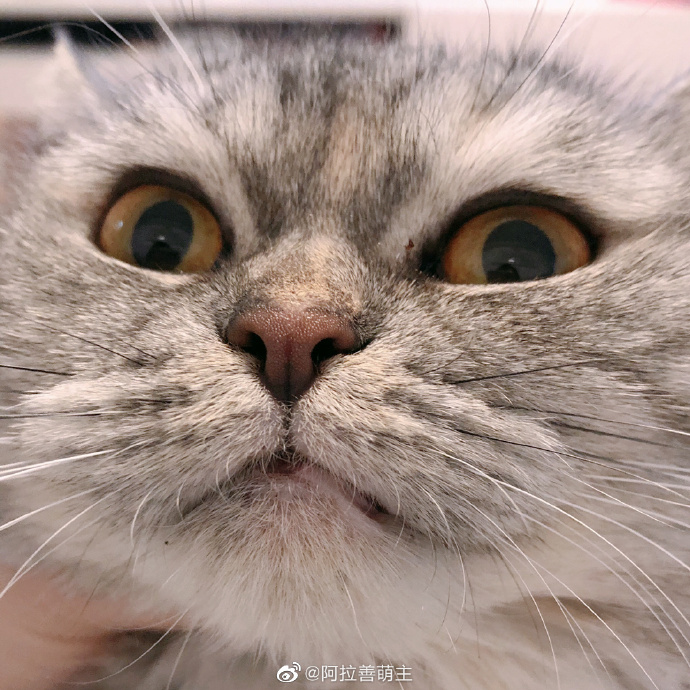 猫图片|宠物猫|猫咪|