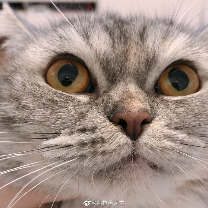 猫图片|宠物猫|猫咪|