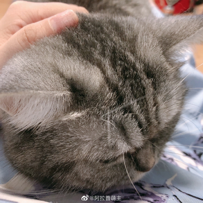 猫图片|宠物猫|猫咪|