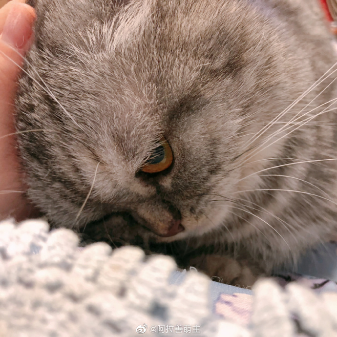 猫图片|宠物猫|猫咪|