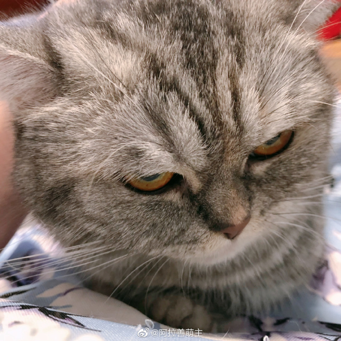 猫图片|宠物猫|猫咪|