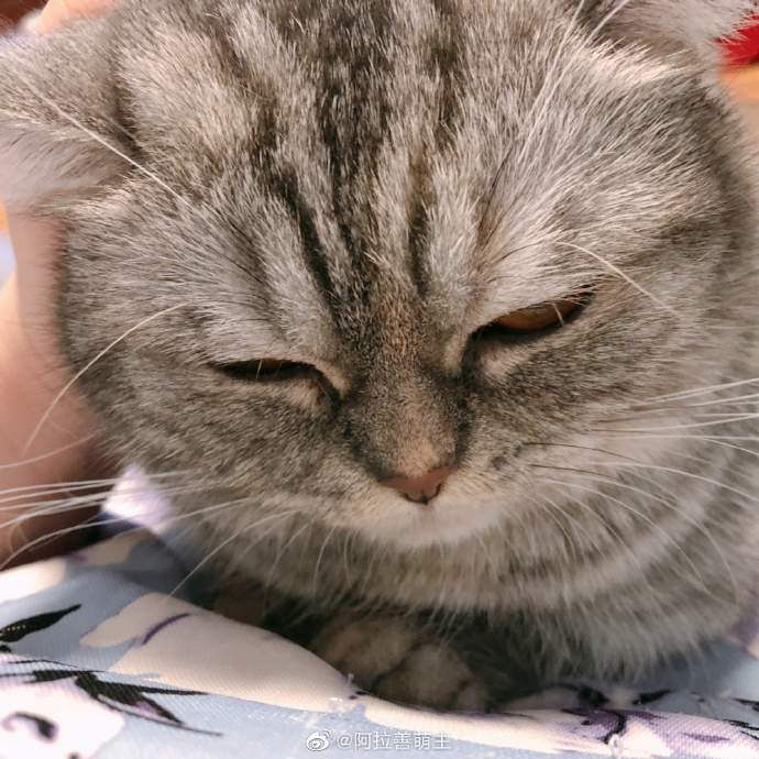 猫图片|宠物猫|猫咪|