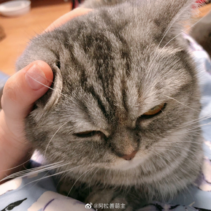 猫图片|宠物猫|猫咪|