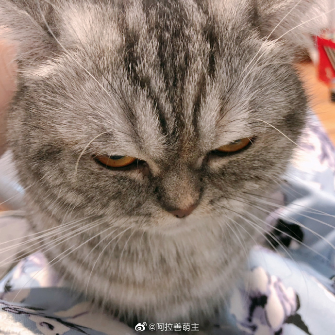 猫图片|宠物猫|猫咪|