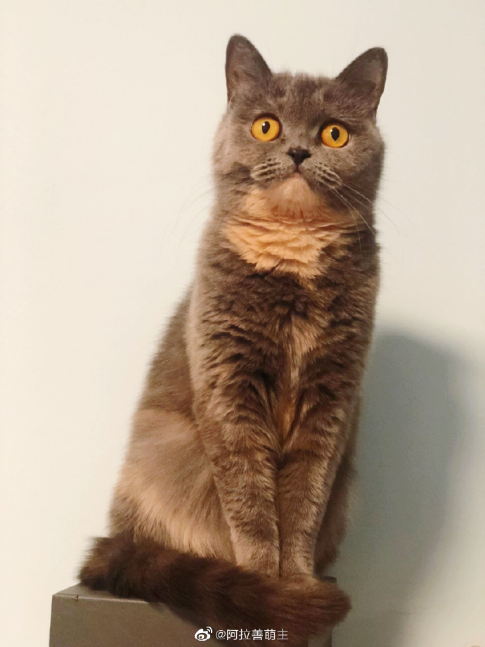 猫图片|宠物猫|猫咪|