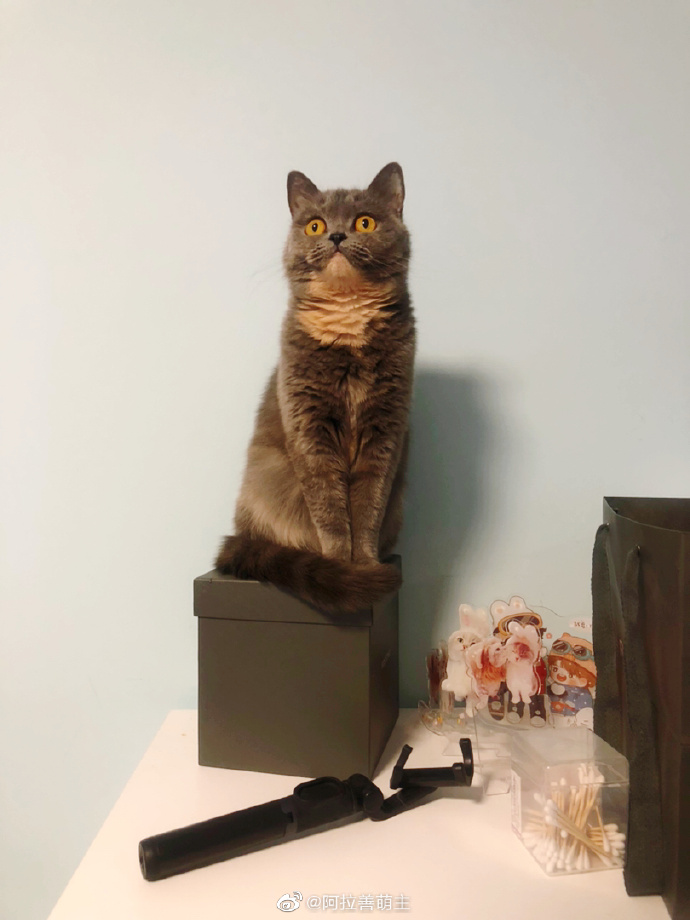 猫图片|宠物猫|猫咪|