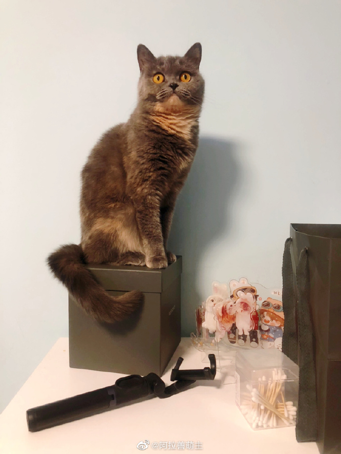 猫图片|宠物猫|猫咪|