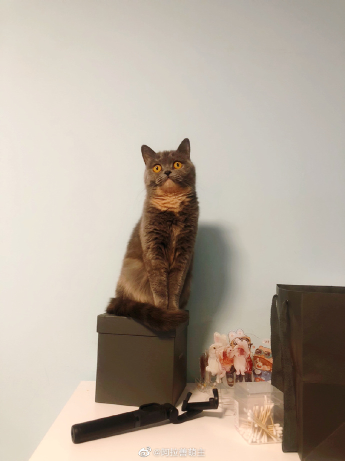 猫图片|宠物猫|猫咪|