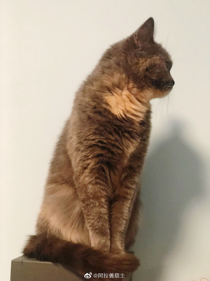 猫图片|宠物猫|猫咪|