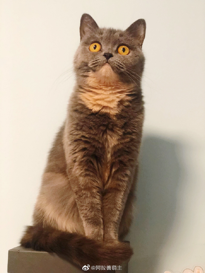 猫图片|宠物猫|猫咪|