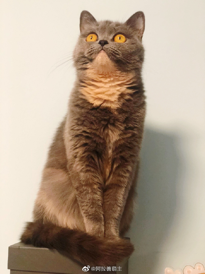 猫图片|宠物猫|猫咪|