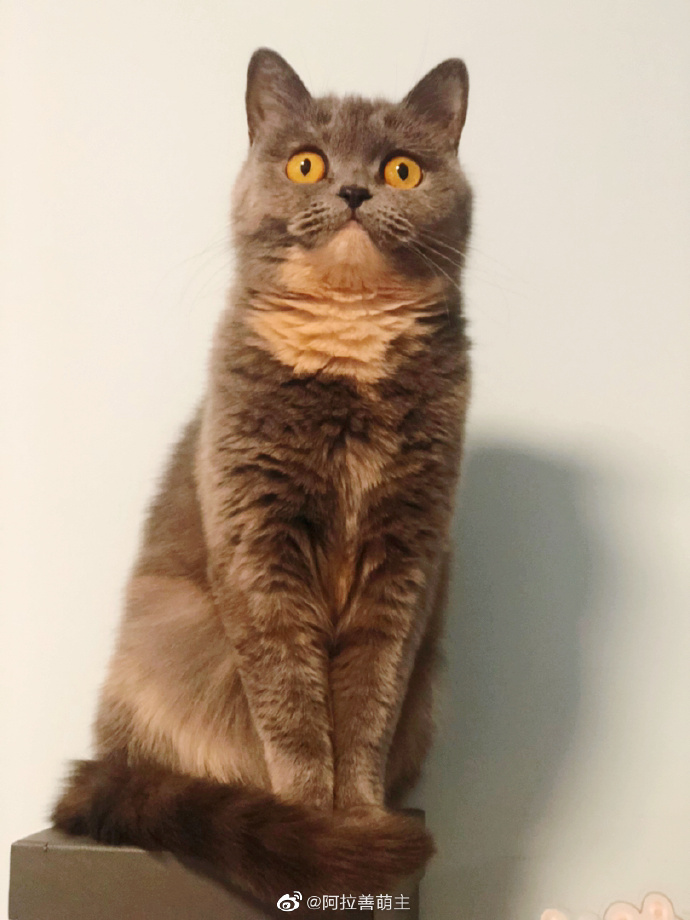 猫图片|宠物猫|猫咪|