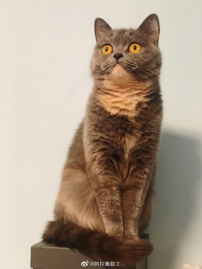 猫图片|宠物猫|猫咪|