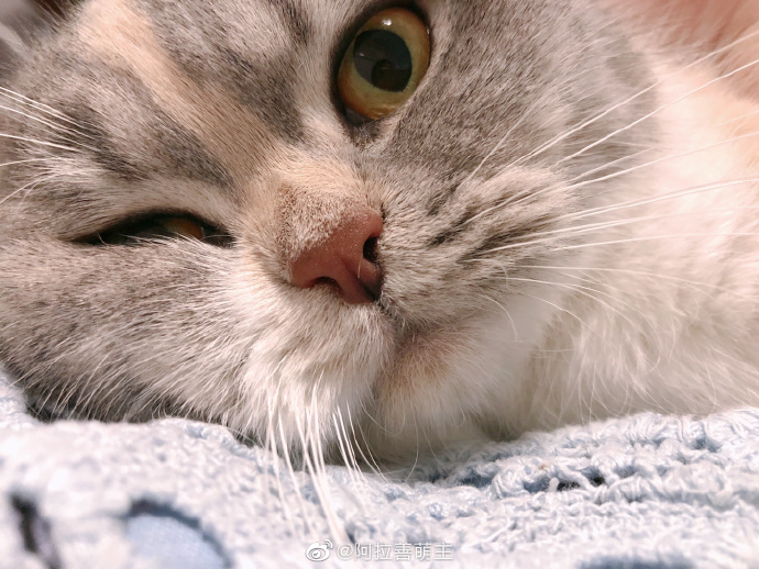 猫图片|宠物猫|猫咪|