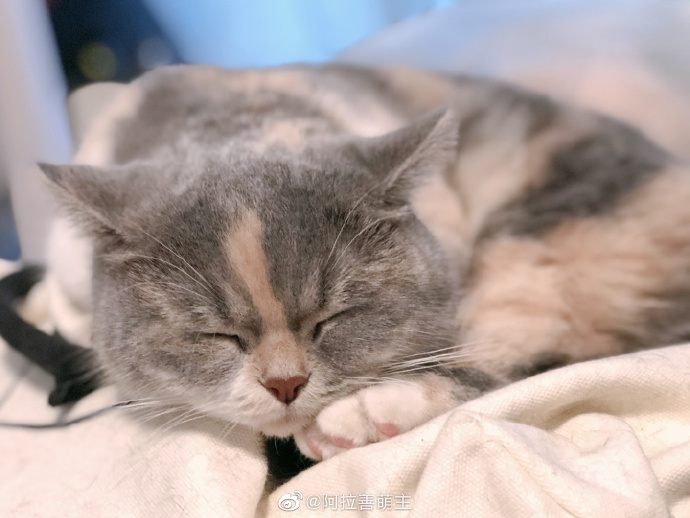 猫图片|宠物猫|猫咪|